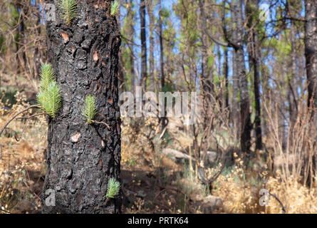 Gran Canaria, Las Cumbres im September 2018, Kanarische Kiefern, Pinus canariensis, erholt sich von den Folgen der letzten Jahre wildfire Stockfoto