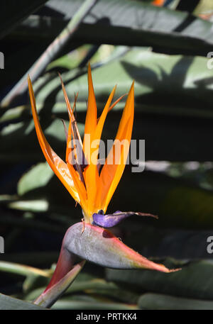 BIrd of Paradise, Blume Stockfoto