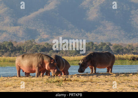 Flusspferd (Hippopotamus amphibius), Mana Pools, Simbabwe Stockfoto