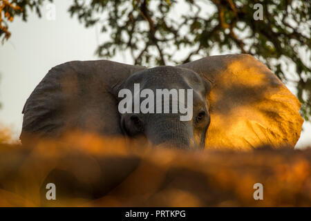 Elefant (Loxodonta Africana), Mana Pools, Simbabwe Stockfoto