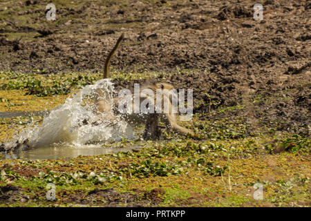 Baboon (Papio cynocephalus ursinas), Mana Pools, Simbabwe Stockfoto