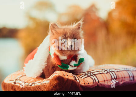 Kleines Kätzchen auf einem Spaziergang mit einer Farbe Schal und Mütze. Das Kätzchen ist laufen. Pet. Herbst Foto mit einem Tier. Flauschige smoky Katze mit einem Haarschnitt Stockfoto