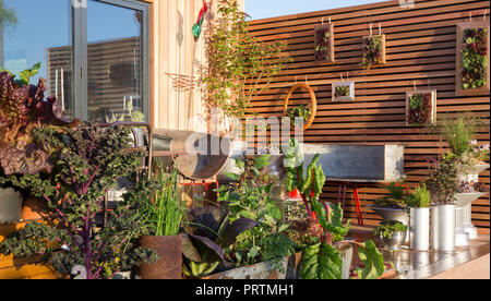 Kleiner Balkon, Terrasse, Garten mit Gemüse und Kräutern, die in wiederverwendeten, ungewöhnlichen Behältern wachsen, Sempervivum Pflanzen, vertikaler Garten in Großbritannien Stockfoto