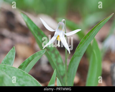 In den lehmigen Boden und Blatt Wurf von den Waldboden, die weiße Blume einer Forelle teilt seine grüne fleckige Blätter. Stockfoto