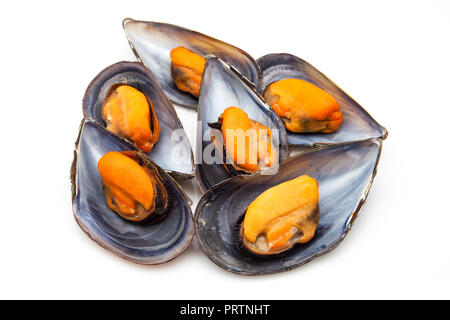 Miesmuscheln gekocht bereit zu essen Stockfoto