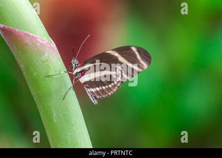 Heliconius charithonia Schmetterling ruht auf einem grünen Stiel mit bunten Hintergrund Stockfoto