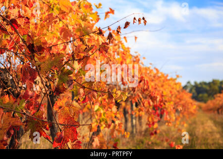 Margaret River Weinberg Stockfoto