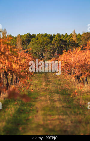 Margaret River Weinberg Stockfoto