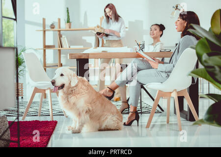 Jungen multiethnischen Frauen in formale Abnutzung mit Hund im Büro arbeiten Stockfoto