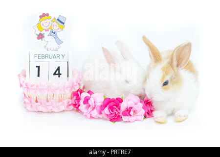 Zwei Kätzchen Kaninchen sitzen in der Nähe der lackierten Holz- Kalender erinnert an den Valentinstag mit einige künstliche Blumen für die Dekoration isoliert auf weißem b Stockfoto