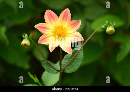 Eine gelbe und Pfirsich Dahlia und ihre Knospen. Stockfoto