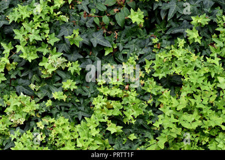 Efeu (hellgrün) und Himalaya Ivy (dunkelgrün). Stockfoto