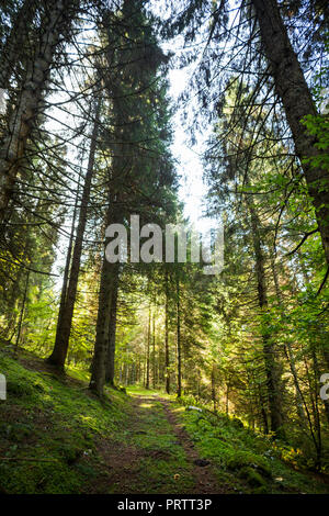 Der Wald in Asiago Stockfoto