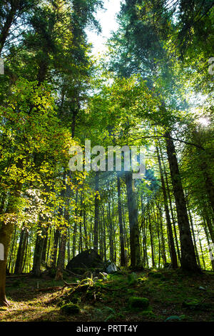 Der Wald in Asiago Stockfoto