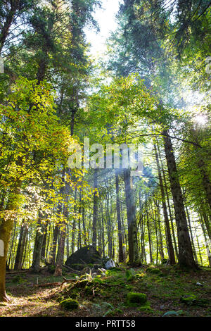 Der Wald in Asiago Stockfoto