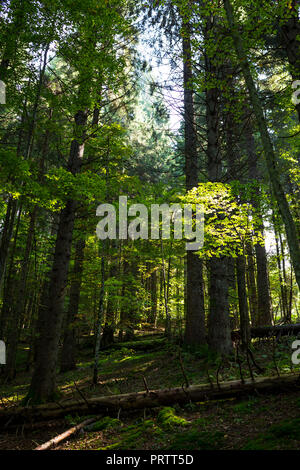 Der Wald in Asiago Stockfoto