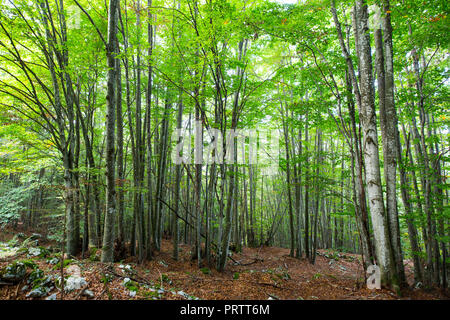 Der Wald in Asiago Stockfoto