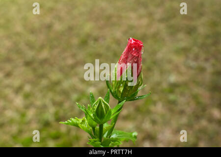 Blüten von Hibiskus Anlage mit Wassertropfen auf Sie. Stockfoto