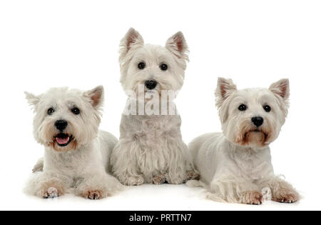 Drei West Highland White Terrier auf dem weißen Studio Stockfoto