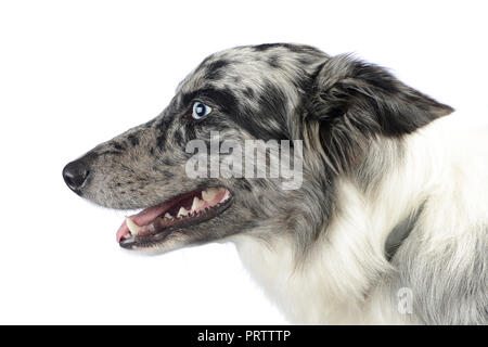 Border Collie portrait in Weiß Foto Studio Stockfoto