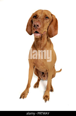 Ungarische Vizsla sitzen in Weiß Foto Studio Stockfoto