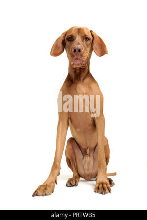Ungarische Vizsla sitzen in Weiß Foto Studio Stockfoto