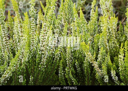 Blühende Feld von Ling auch als Gemeinsame und Schottisches Heidekraut, weiße Blumen Heidekraut (Calluna vulgaris) Stockfoto