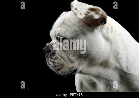 Weiße französische Bulldogge mit lustigen Ohren in einer dunklen Photo Studio posing Stockfoto