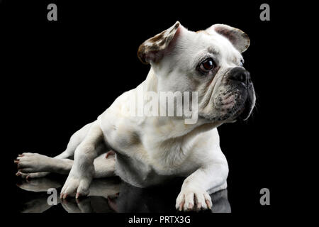 Weiße französische Bulldogge mit lustigen Ohren in einer dunklen Photo Studio posing Stockfoto
