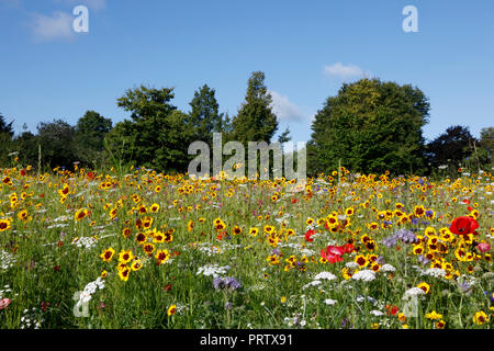 Wildflower Meadow in Dulwich Park, Dulwich, London, UK Stockfoto