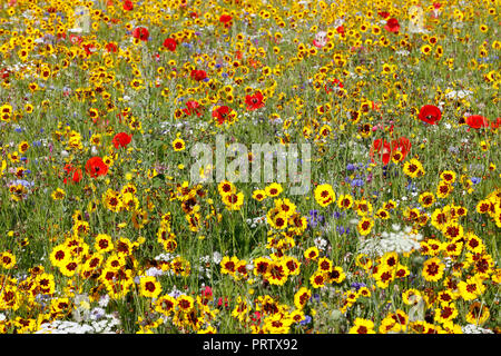 Wildflower Meadow in Dulwich Park, Dulwich, London, UK Stockfoto