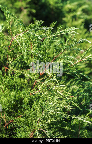 Nahaufnahme der helle grüne Büsche in den Park während der sonnigen Tag Stockfoto