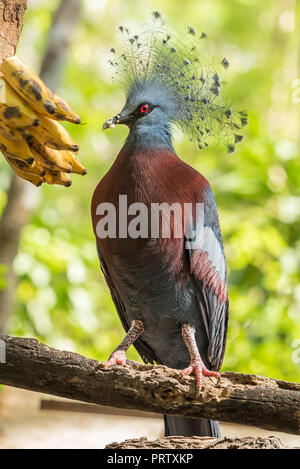 Victoria gekrönt Taube ist das Essen der Banane. Stockfoto