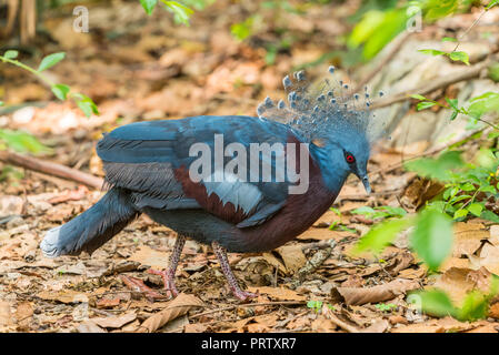 Victoria gekrönt Taube ist auf der Suche nach Nahrung auf den Waldboden. Stockfoto