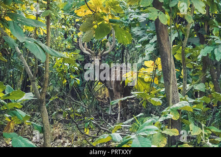 Hirsch mit großen Hörnern im dichten Dickicht des Dschungels. Atemberaubende Bild von Red deer Hirsch in nebligen Herbst bunte wald landschaft Bild Stockfoto