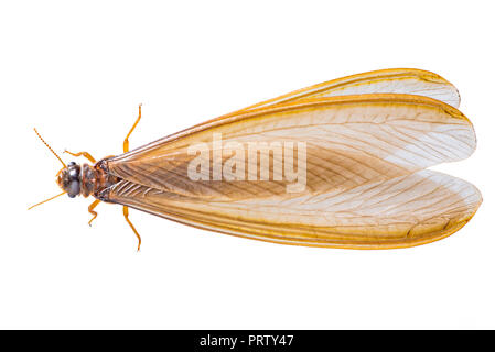 Eine Fliegende Termiten oder Alates auf weißem Hintergrund. Stockfoto