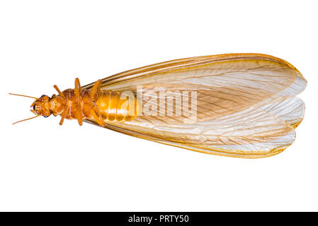 Eine Fliegende Termiten oder Alates auf weißem Hintergrund. Stockfoto