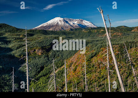 Mount St. Helens Vulkan, stripped Bäume noch in blast Zone nach dem Ausbruch im Jahre 1980, Mount St. Helens National Volcanic Monument, Washington, USA Stockfoto