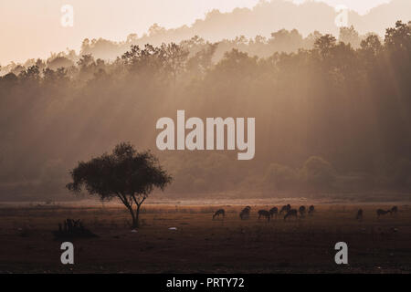 Gruppe von Spotted Deer Achse Achse im natürlichen Lebensraum, Kanha Nationalpark, Indien. Eine Herde Rehe grasen in das Feld im Abendlicht. die Sonne untergeht Stockfoto