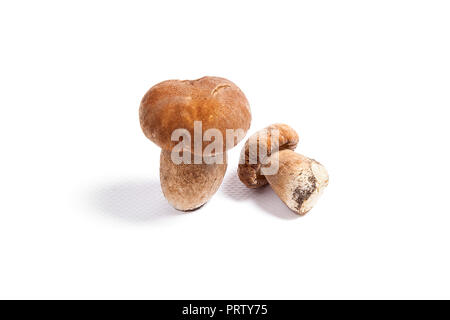 Im Herbst erstaunliche essbare Pilze Boletus Edulis (king bolete) als Steinpilze auf weißem Hintergrund bekannt geerntet. Stockfoto