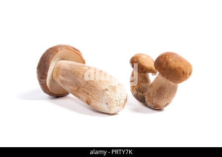 Im Herbst erstaunliche essbare Pilze Boletus Edulis (king bolete) als Steinpilze auf weißem Hintergrund bekannt geerntet. Stockfoto