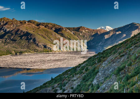 Floating logs in Spirit Lake, Mount Rainier im Abstand, 50 Meilen entfernt, Mount St. Helens National Volcanic Monument, Washington State, USA Stockfoto