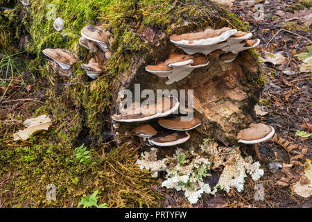 Polypores wächst an gefallenen in gemäßigten Regenwald anmelden, Queets Campground, Queets Tal, Olympic National Park, Washington State, USA Stockfoto