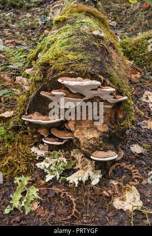 Polypores wächst an gefallenen in gemäßigten Regenwald anmelden, Queets Campground, Queets Tal, Olympic National Park, Washington State, USA Stockfoto