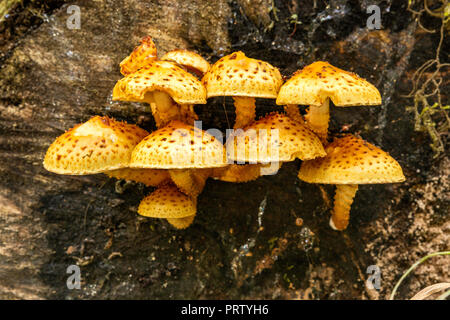 Gelbe pholiota, wachsen auf Baumstumpf, Spruce Nature Trail, Hoh Regenwald, Olympic National Park, Washington State, USA Stockfoto