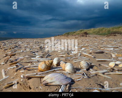 Wellhornschnecken Buccinum undatum Muscheln am Strand Titchwell Norfolk Stockfoto