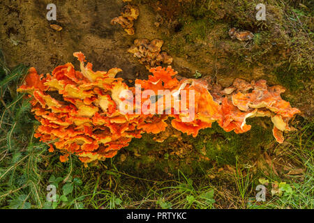 Polypores aka Baumpilzen, oder Regal Pilze, wachsen auf Baumstumpf, Spruce Nature Trail, Hoh Regenwald, Olympic National Park, Washington State, USA Stockfoto