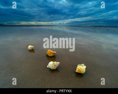 Wellhornschnecken Buccinum undatum Muscheln am Strand Titchwell Norfolk Stockfoto