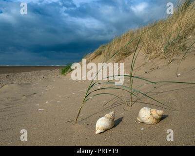 Wellhornschnecken Buccinum undatum Muscheln am Strand Titchwell Norfolk Stockfoto