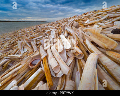 Rasiermesser Shell Ensis Schote am Strand Titchwell Norfolk Stockfoto